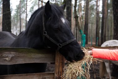 Çiftlikteki siyah at. Yaz bahar atmosferi. Köy çiftliği. Dişi elle beslenen at.