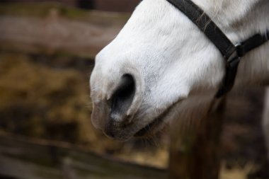 Çiftlikteki beyaz at. Yaz bahar atmosferi. Kır çiftliği.
