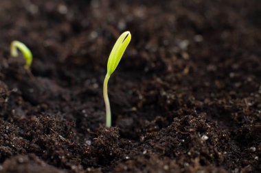 Yerden çıkan küçük yeşil filiz makro fotoğraf küçük ağaç biberi