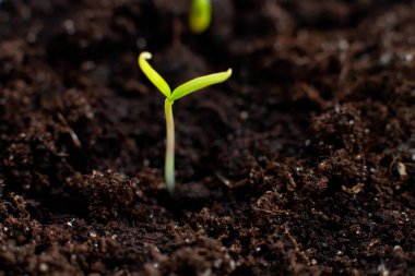 Yerden çıkan küçük yeşil filiz makro fotoğraf küçük ağaç biberi