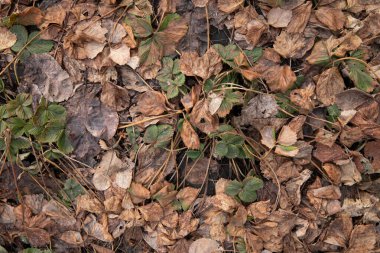Kuru çilek yaprakları. Sonbaharda çilek çalıları