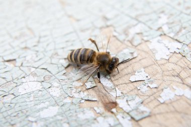 Tahta arka planda yatan ölü, güzel arı. Makro fotoğraf