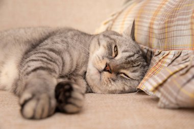 İskoç kedisi yatağa uzanıyor, yastığa yaslanıyor.