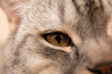 Kedi gözünün makro fotoğrafı. İskoç kedisi