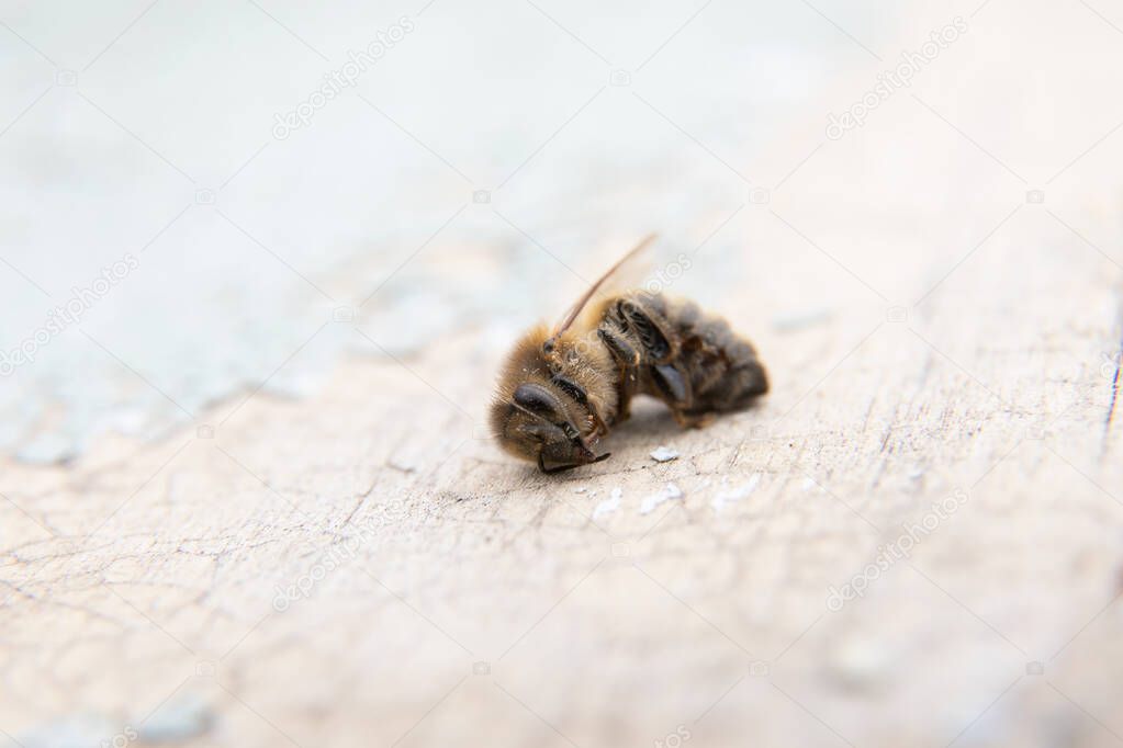 Dead beautiful bee lying on a wooden background. Macro photo