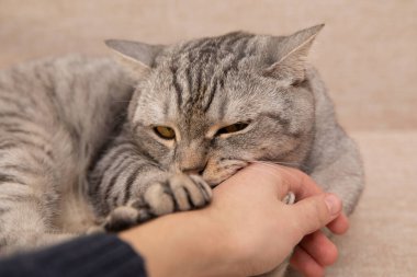 İskoç kedisi bir adamın elini ısırır.