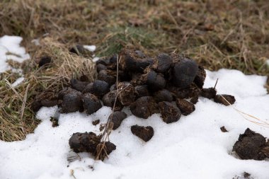 Samanların ve karın üzerindeki at gübresi.