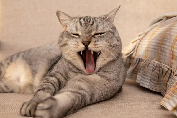 Scottish cat yawns. Cat looks with surprise
