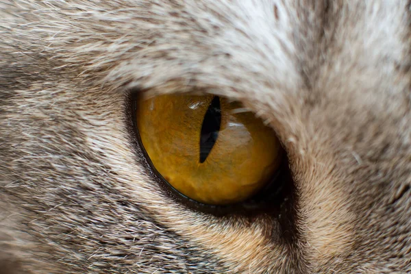 Close up of cat eyes with green eye colorClose up of cat eyes with green eye color