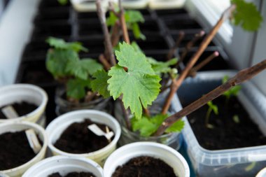 Toprakla çevrili yeşil yapraklı üzüm dalları.
