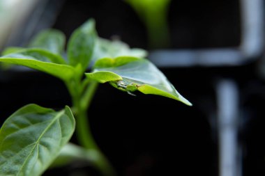 Çürümüş küçük biber yaprağı. Evde hastalıklı tohumlar