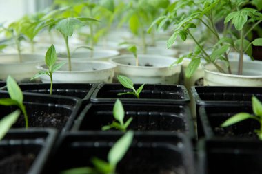 Evde biber ve domates tohumları. Saksıdaki tohumlar