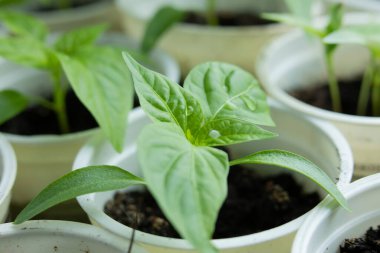 Biber kabında filizlenir. Suladıktan sonra su damlalarıyla ev yapımı biber tohumları.