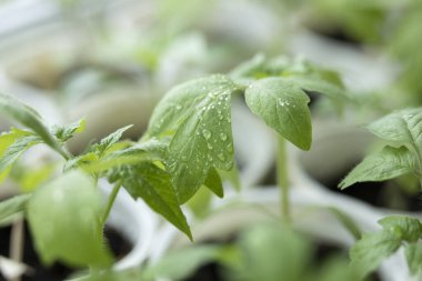 Tencerede ev yapımı domates fideleri. Bir sürü küçük domates fidanı. Seraya ektiğim için.