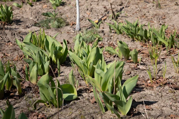 Daun Tulip Segar Tanpa Bunga Tanaman Hijau Segar — Stok Foto