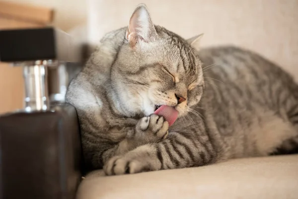 Schottische Katze Die Auf Der Couch Liegt Wäscht Ihre Pfote lizenzfreie Stockfotos