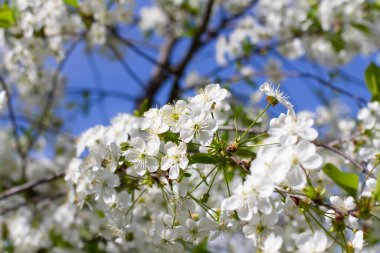 Cherry blossoms. Blooming fruit tree, apple tree, pear. Many flowers