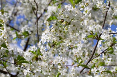 Cherry blossoms. Blooming fruit tree, apple tree, pear. Many flowers