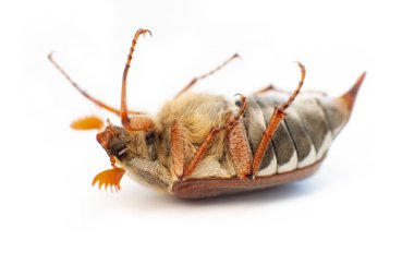 Chafer isolated on white background. Beetle lying on its back