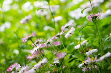 Güzel papatyalar papatyalara yakın. Kır çiçekleri tarlası