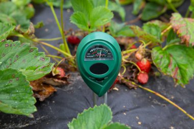 Soil measurements with a digital device. Green plants measure pH and soil moisture. High tech agriculture concept. Blueberries and strawberries. Plant diseases. clipart