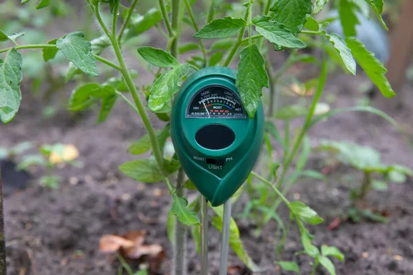 Soil measurements with a digital device. Green plants measure pH and soil moisture. High tech agriculture concept. Blueberries and strawberries. Plant diseases.