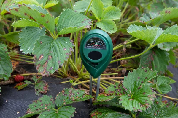 Medições Solo Com Dispositivo Digital Plantas Verdes Medem Umidade Solo — Fotografia de Stock