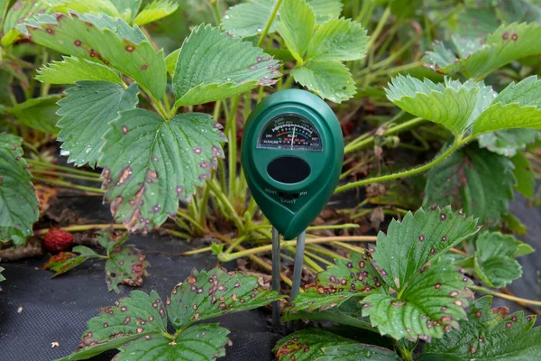 Μετρήσεις Εδάφους Ψηφιακή Συσκευή Πράσινα Φυτά Μετράνε Και Υγρασία Του Φωτογραφία Αρχείου