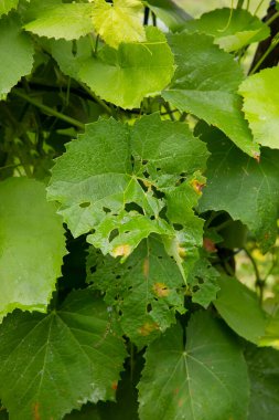 Tırtıllar tarafından kemirilen yeşil üzüm yaprağı.