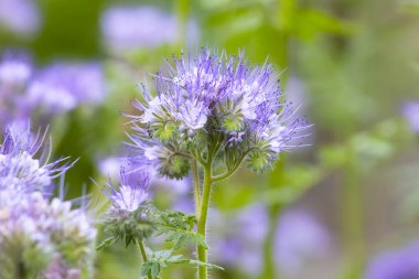 Yeşil bulanık bir arka planda Phacelia. Arılar için bitki