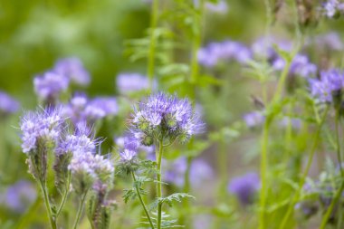 Yeşil bulanık bir arka planda Phacelia. Arılar için bitki