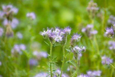 Yeşil bulanık bir arka planda Phacelia. Arılar için bitki