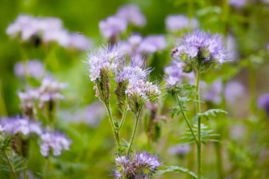Yeşil bulanık bir arka planda Phacelia. Arılar için bitki