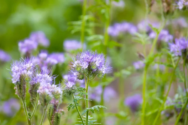 Phacelia Zielonym Zamazanym Tle Rośliny Dla Pszczół Obrazy Stockowe bez tantiem