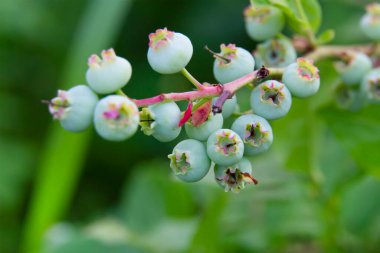 Yaz mevsiminde yeşil yaban mersinleri yeşil yaban mersini çalılarında yetişir.