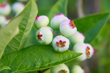 Yaz mevsiminde yeşil yaban mersinleri yeşil yaban mersini çalılarında yetişir.