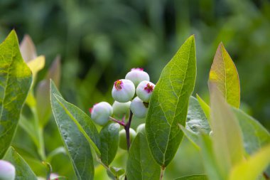 Yaz mevsiminde yeşil yaban mersinleri yeşil yaban mersini çalılarında yetişir.