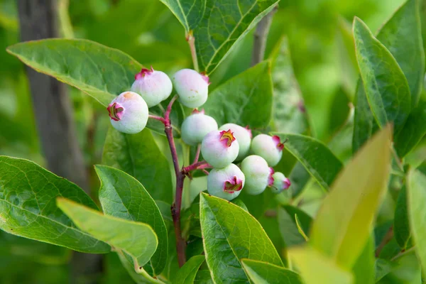 Frische Grüne Nortland Blaubeeren Die Bei Sommerwetter Grünen Heidelbeersträuchern Wachsen — Stockfoto