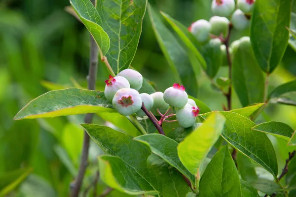 Frische Grüne Nortland Blaubeeren Die Bei Sommerwetter Grünen Heidelbeersträuchern Wachsen — Stockfoto