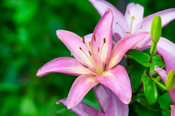 Όμορφα Ροζ Κρίνα Μεγαλώνουν Στον Καλοκαιρινό Κήπο Θολή Πίσω Πράσινο Εικόνα Αρχείου