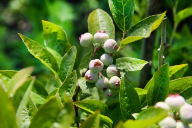 Bahçede olgunlaşmamış yaban mersini yetişiyor. Yaz
