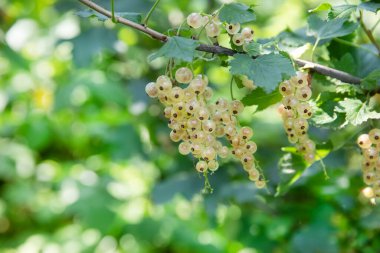 Bahçedeki dallarda sallanan olgun beyaz kuşüzümü..