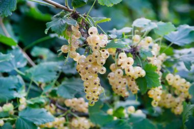 Bahçedeki dallarda sallanan olgun beyaz kuşüzümü..