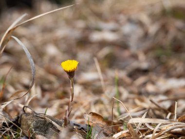 Coltsfoot (Tussilago farfara) Bahar çiçeğinin sarı çiçeği