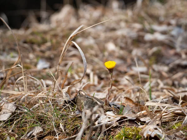 Coltsfoot Tussilago Farfara Yellow Blossom Spring Flower — Stock Photo, Image