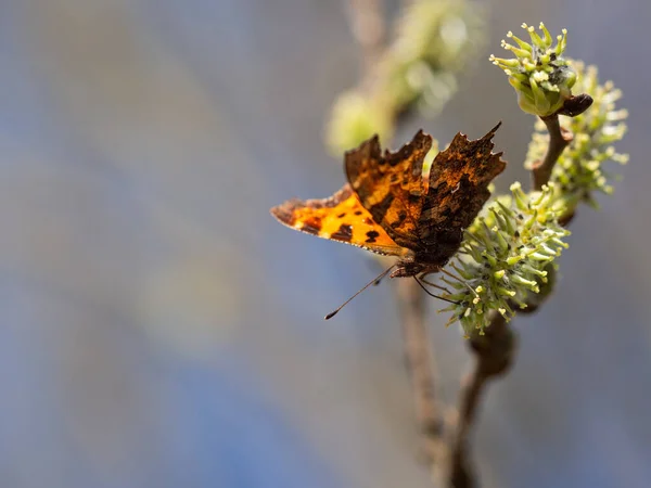 Przecinek Motyl Polygonia Album Żywiący Się Kocicą Drzewo Kwitnące Wiosną — Zdjęcie stockowe