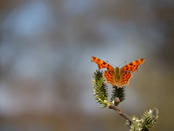 蒲公英蝴蝶 Polygonia Album 春季以猫科动物为食 树上开花 免版税图库照片