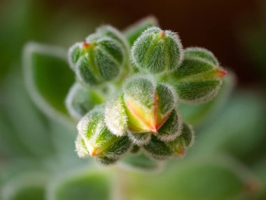 Echeveria setosa, Meksikalı ateş kırıcı, yemyeşil sulu bitkinin çiçek detayı
