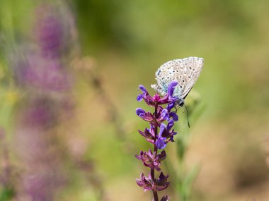 Adonis blue male (Polyommatus bellargus) kelebek yaz otlağında çiçek açıyor