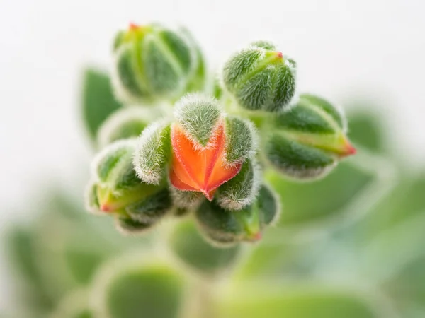 Echeveria Setosa Mexikói Keksz Örökzöld Zamatos Növény Virágzásának Részletei Fehér — Stock Fotó